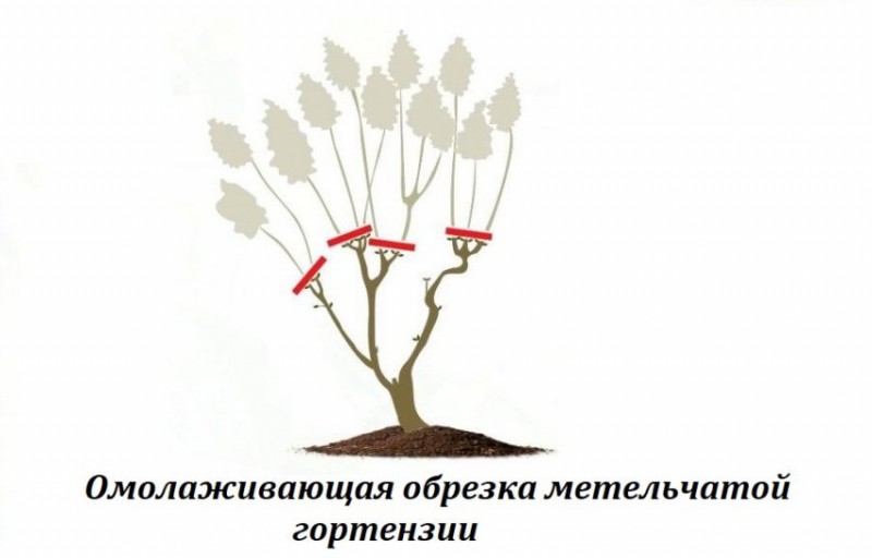 Омолаживание гортензии