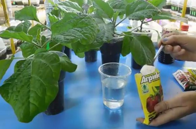 как поливать рассаду помидор и баклажан. как часто поливать баклажаны. рассада. как поливать рассаду баклажан. пикировка томатов.