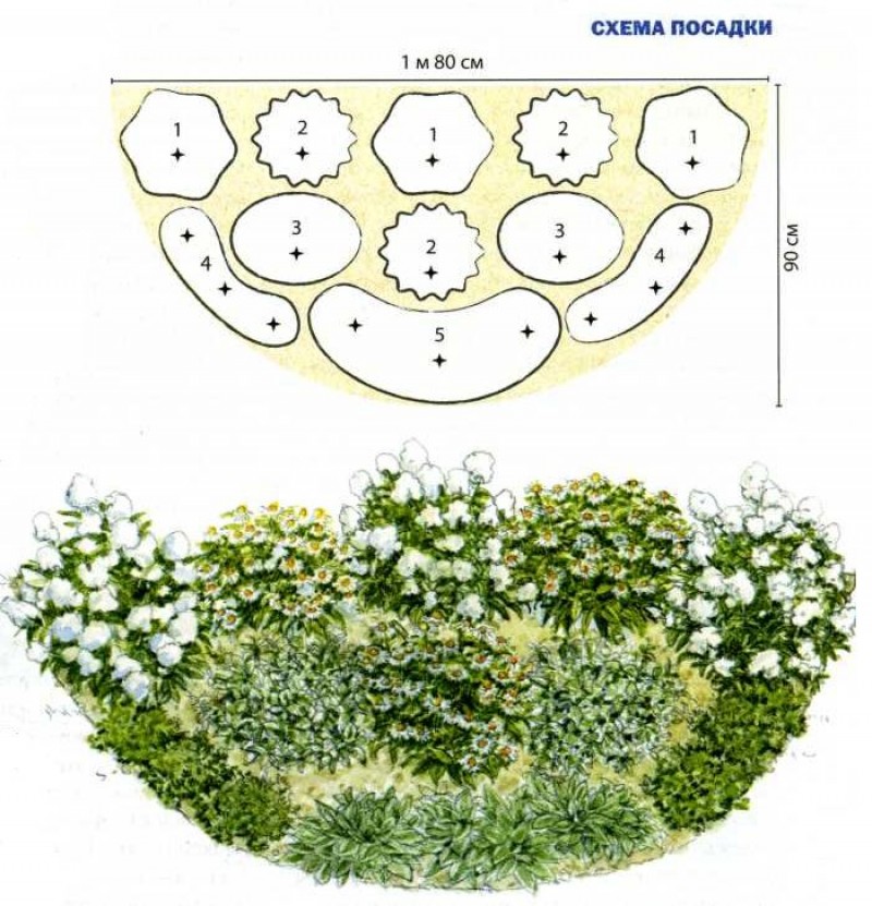 На рисунке изображена план клумбы. Цветники пита Удольфа схема посадки. Миксбордеры из многолетников схемы. Схемы миксбордеров из кустарников и многолетников. Миксбордер из хвойных и многолетников схемы.