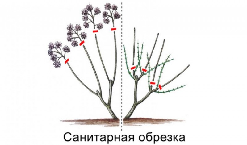 Санитарная обрезка гортензии