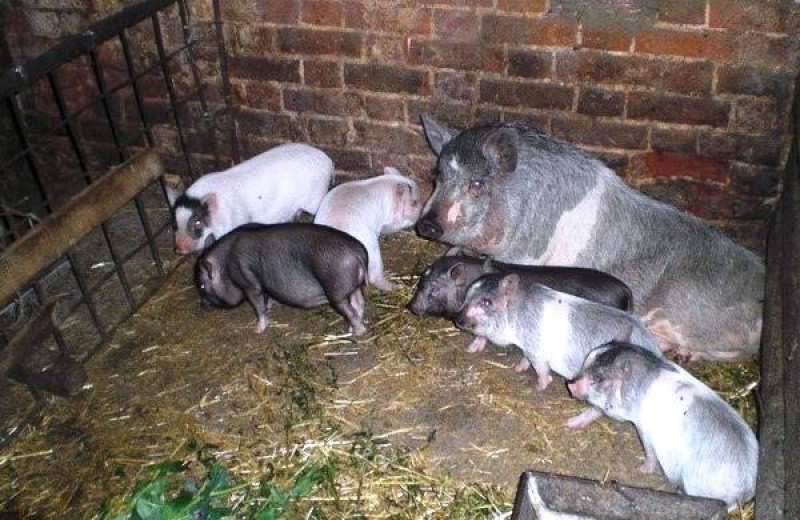 Фото свиньи в сарае