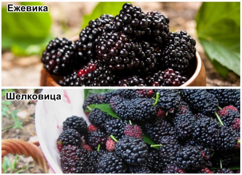 Ежевика и шелковица