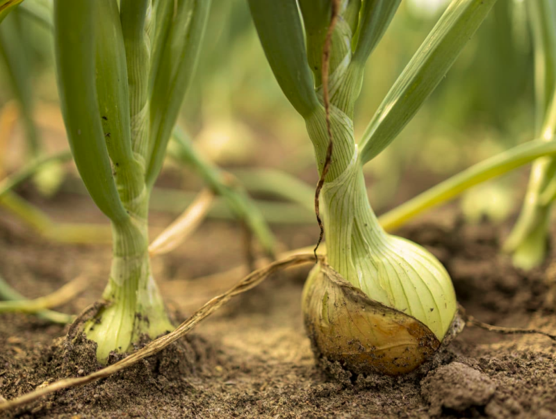 Plantar una cebolla