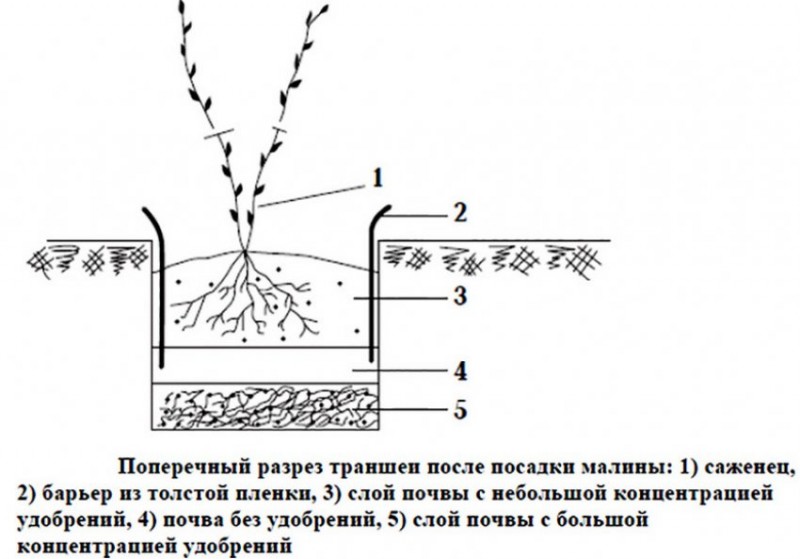 Схема посадки малины в открытом