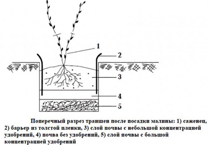 Малина посадка схема