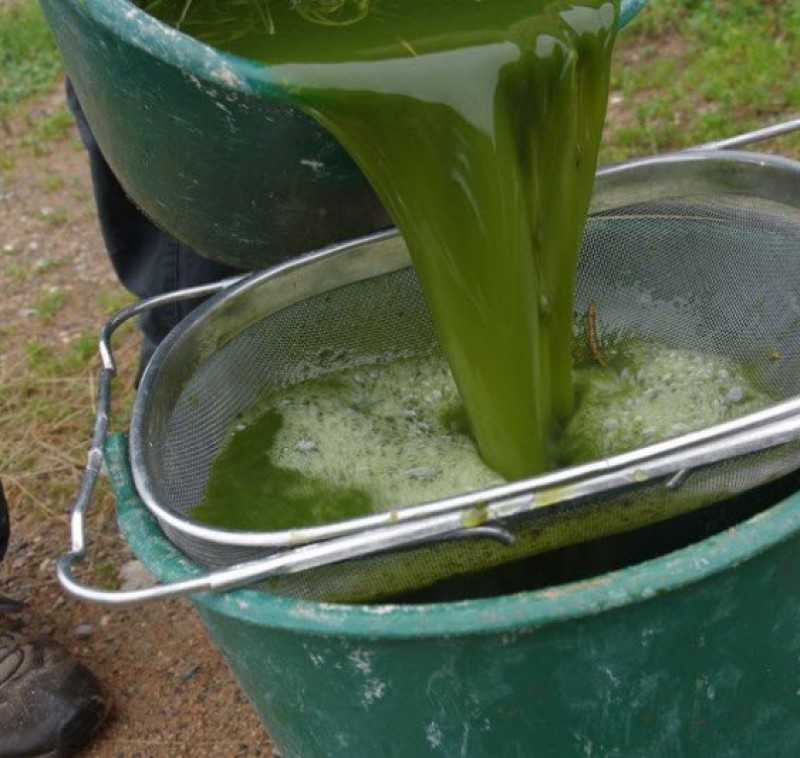 Зеленое удобрение