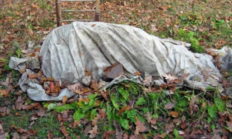 Пригибание и укрытие кустарника на зиму