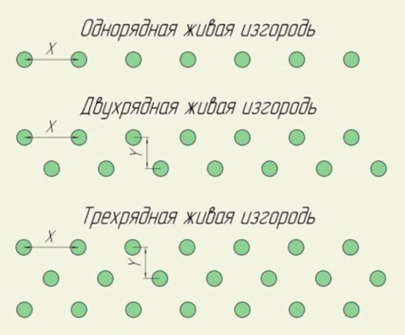 Схема посадки эстрагона