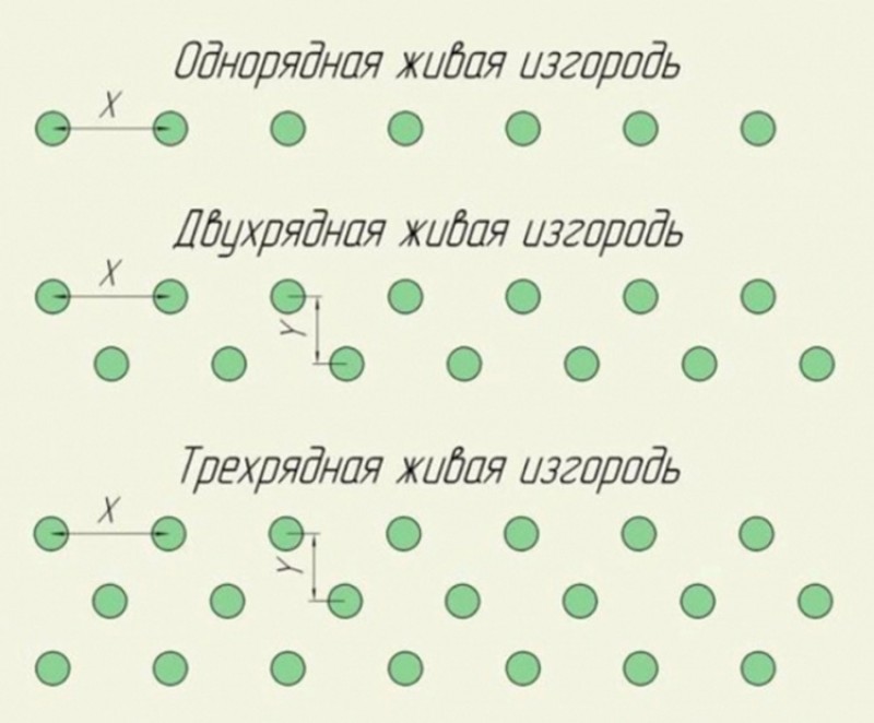 Схема посадки туи для живой изгороди