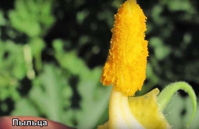 Пыльца на цветке. Пыльца тыквы. Тычинки cucurbita. Пыльца микроскопия атлас. Адабана.