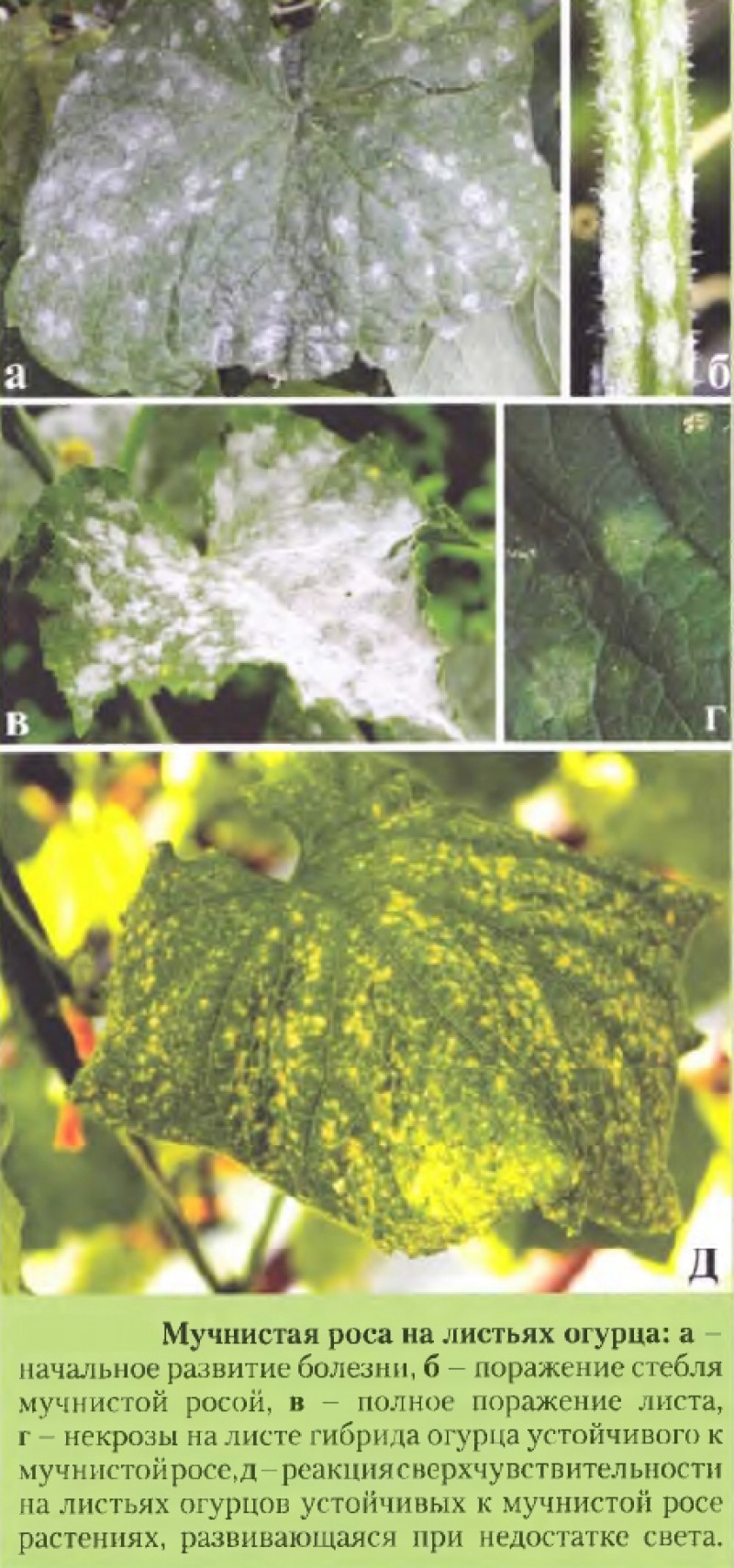 Мучнистая роса огурцы борьба. Ложная мучнистая роса, пероноспороз. Пероноспороз рассады огурцов. Вредители огурцов в теплице описание с фотографиями. Ложная мучнистая роса виолы.