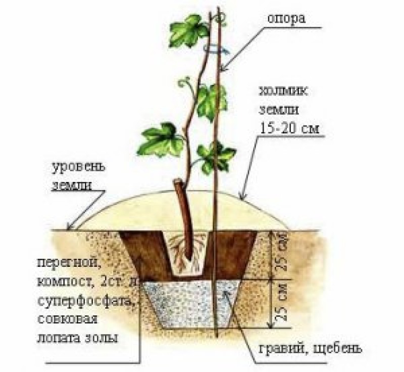 виноград посадка и уход. посадка винограда весной саженцами для начинающих. схема посадки винограда черенками. схема посадки винограда весной саженцами в открытый грунт.