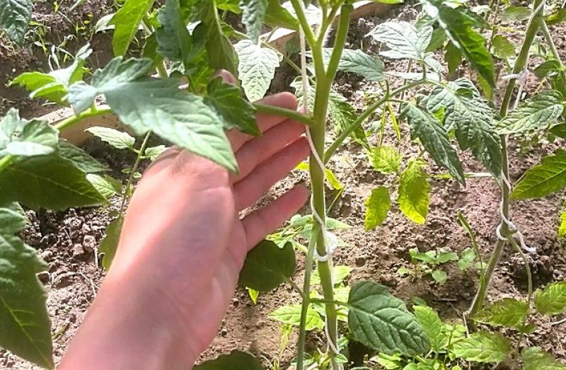 Подвязывание куста