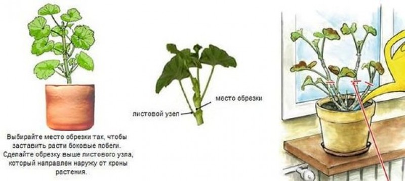 Схема посадки герани