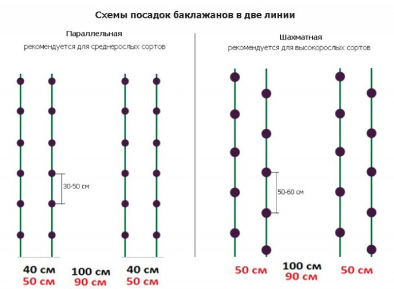 Схема посадки 3 3. Схема посадки баклажанов в теплице из поликарбоната. Схема посева. Схема посадки баклажан. Схема посадки в теплице.