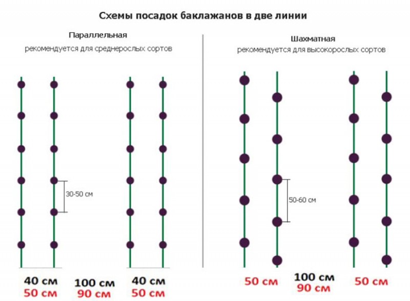 Схема высадки перца в теплице