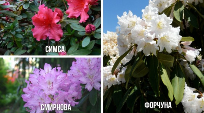 Посадка рододендронов группами