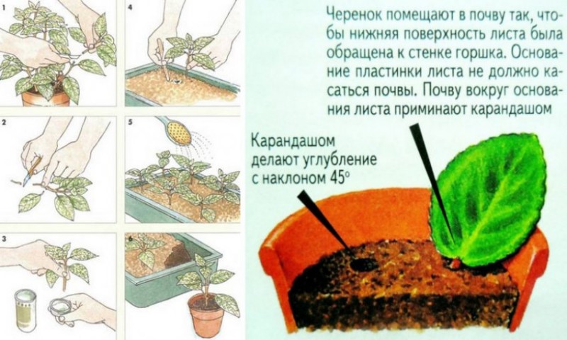 Рассмотрите рисунок на котором цветовод с помощью ножа приготавливает листовые черенки которые вы