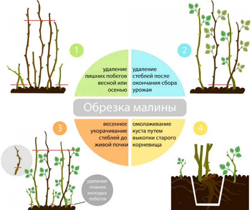 Схема обрезки малины