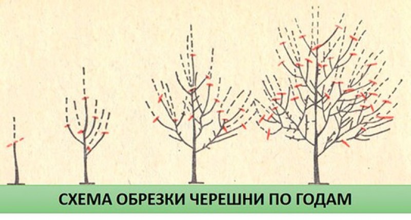 Как обрезать вишню весной схема