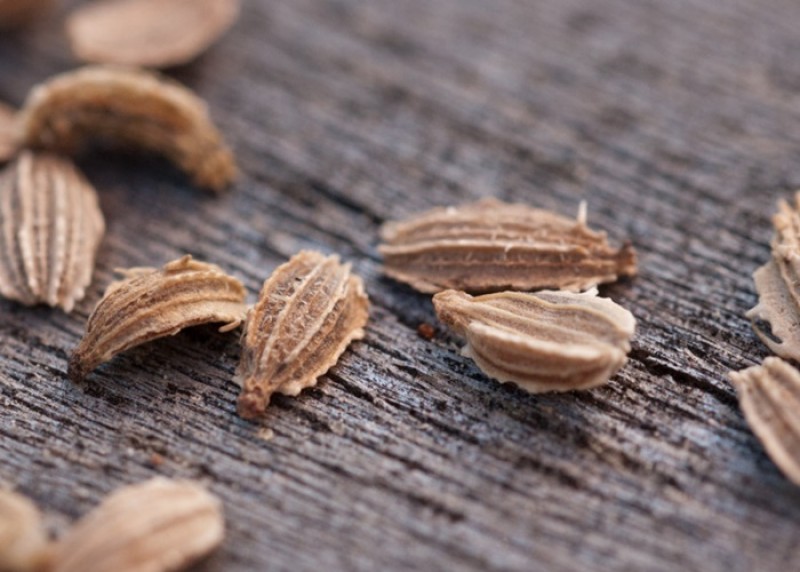 виды семян моркови. морковь каллисто f1. морковь семена. морковь шантанэ роял. морковь полярная клюква.