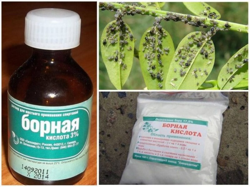 Обработка от вредителе