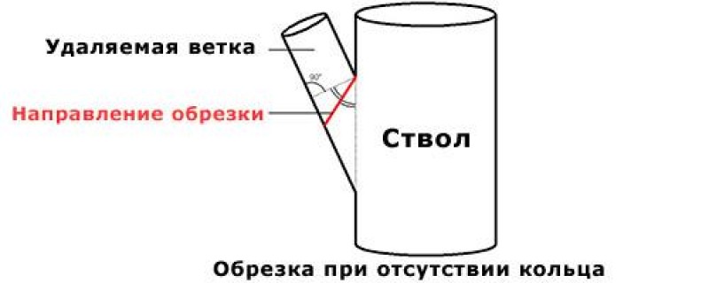 Удалить удаленную ветку. Схема обрезки на кольцо. Что значит вырезать на кольцо ветку. Срез на кольцо. Что значит обрезка ветвей на кольцо.