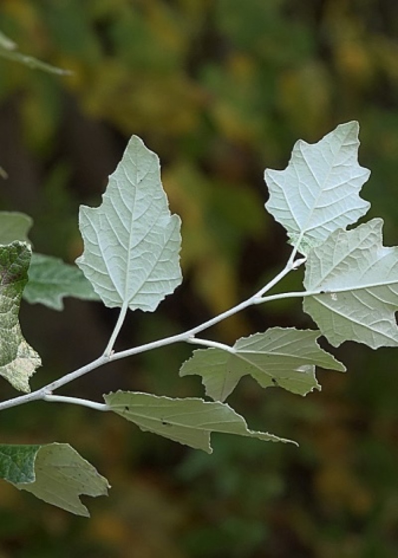 Тополь серебристый осенью. Тополь Populus Alba. Populus Alba Тополь белый. Populus Alba Тополь белый серебристый. Тополь белый нивея.