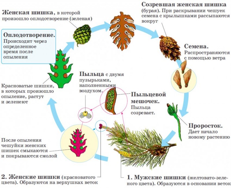 Картинка жизненный цикл