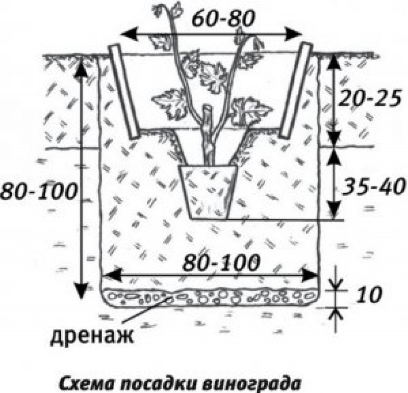 Посадка винограда