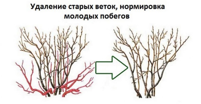 Обрезка кустарников весной для начинающих в картинках пошагово