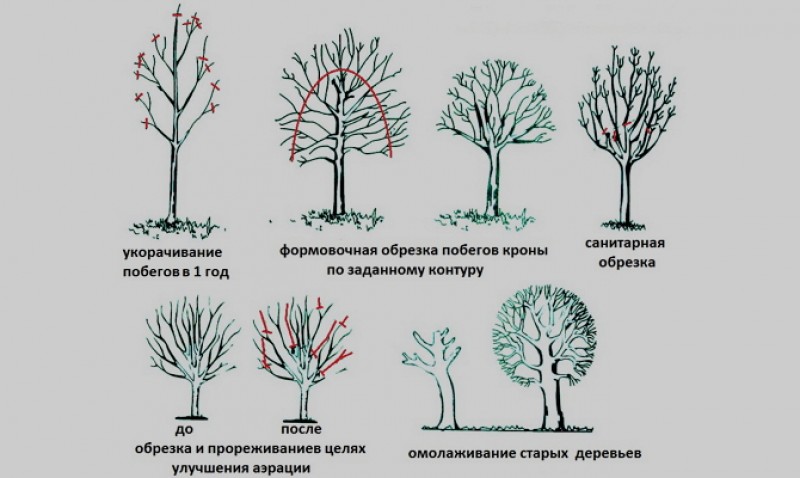 Формирование абрикоса схема