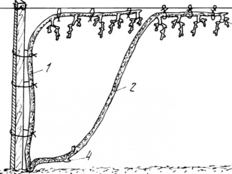 Формирование неукрывного винограда схема