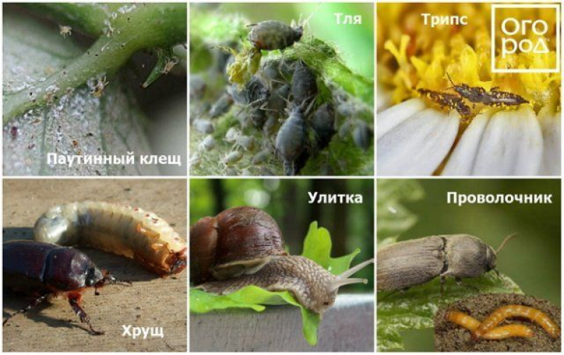 Вредители георгинов описание с фотографиями