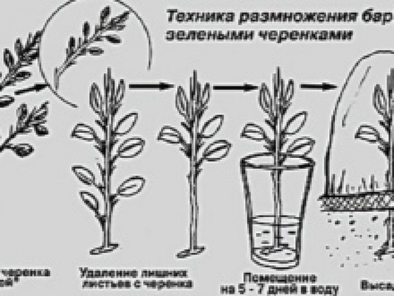 Черенкование барбариса. Барбарис тунберга черенки. Барбарис кустарник размножение черенками. Барбарис кустарник размножение черенками. Барбарис тунберга отводками.