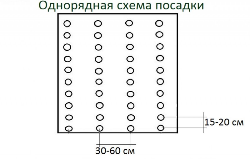Схема посадки кустовой спаржевой фасоли