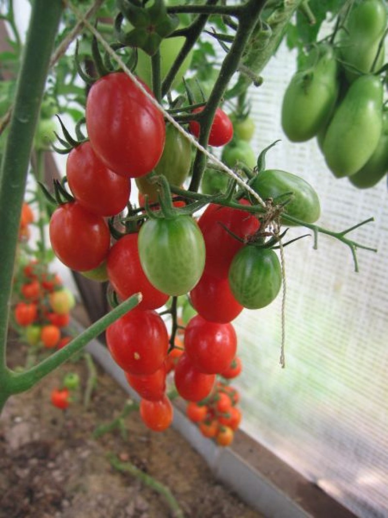 томат финик cибирский f1. финик желтый томат русский огород. финик красный томат описание. томат финик красный f1. томат финик красный.