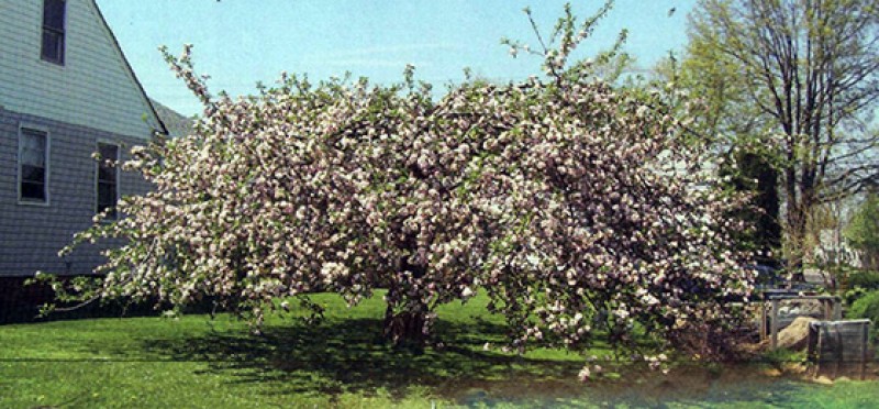 Как правильно обрезать яблоню: инструкция для начинающих в картинках