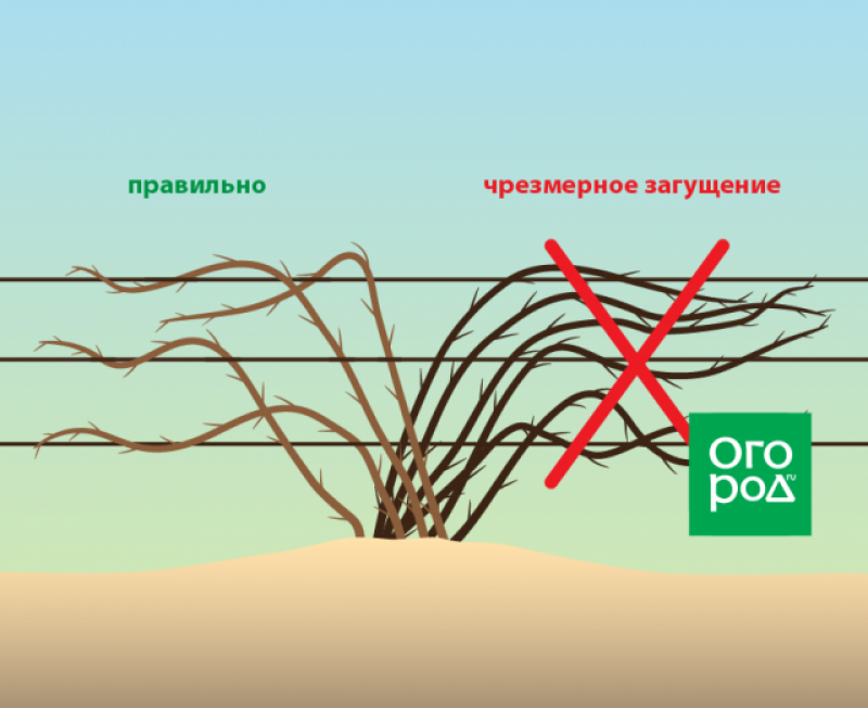Когда обрезают ежевику и как правильно