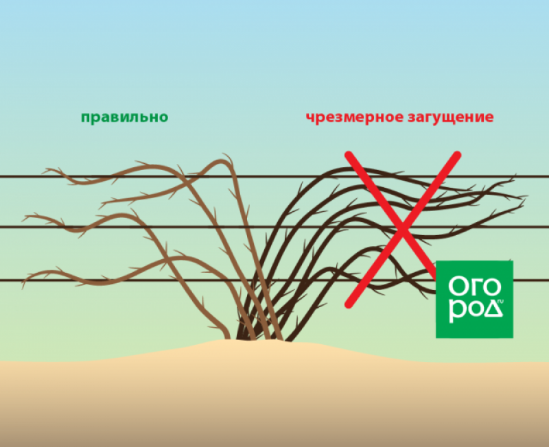 Обрезки ежевика осенью. Формировка ежевики бесшипной. Как обрезать ежевику. Обрезка ежевики осенью для начинающих в картинках пошагово. Как правильно обрезать ежевику весной.