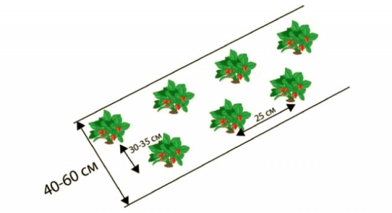 Схема посадки клубники купчиха в открытом грунте