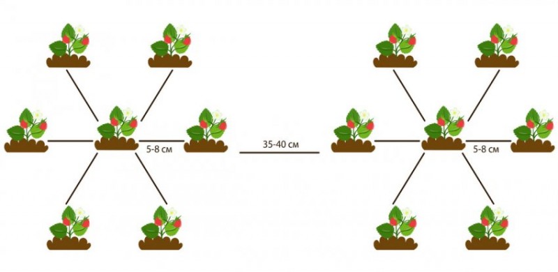 Схема посадки земляники мелкоплодной
