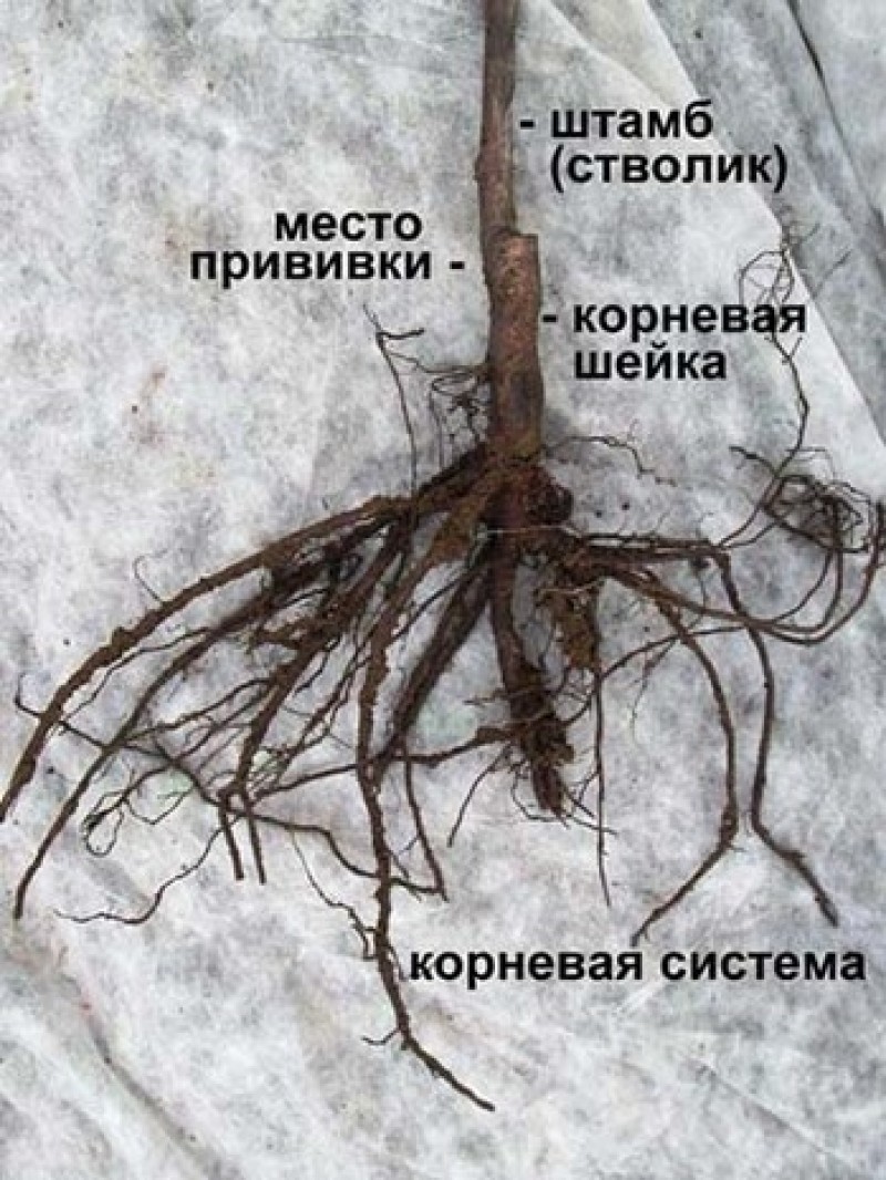 Корневая система клена обыкновенного фото и описание