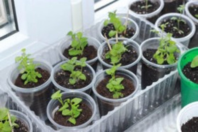 Пикировка лобелии. Как пересадить лобелию рассаду в стаканчики. Пикировка петунии. Когда пикировать лобелию после всходов из семян. Пикировка лобелии.