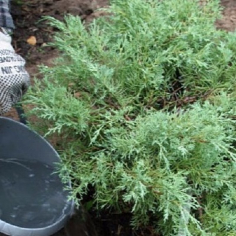 Можжевельник поливать. Подкормка можжевельника. Можжевельник удобрение осенью. Можжевельник поливать. Автополив можжевельников.