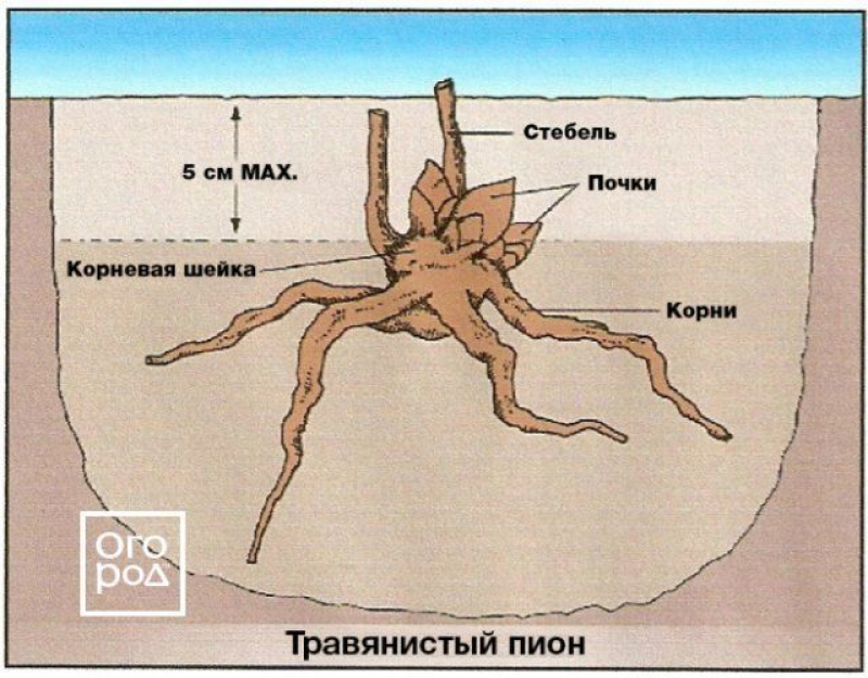 Схема посадки пиона травянистого весной