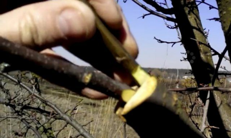 Прививка плодовых деревьев. Окулировка персика на сливу. Окулировка саженца абрикоса. Прививка персика на абрикос. Весенняя окулировка абрикоса.
