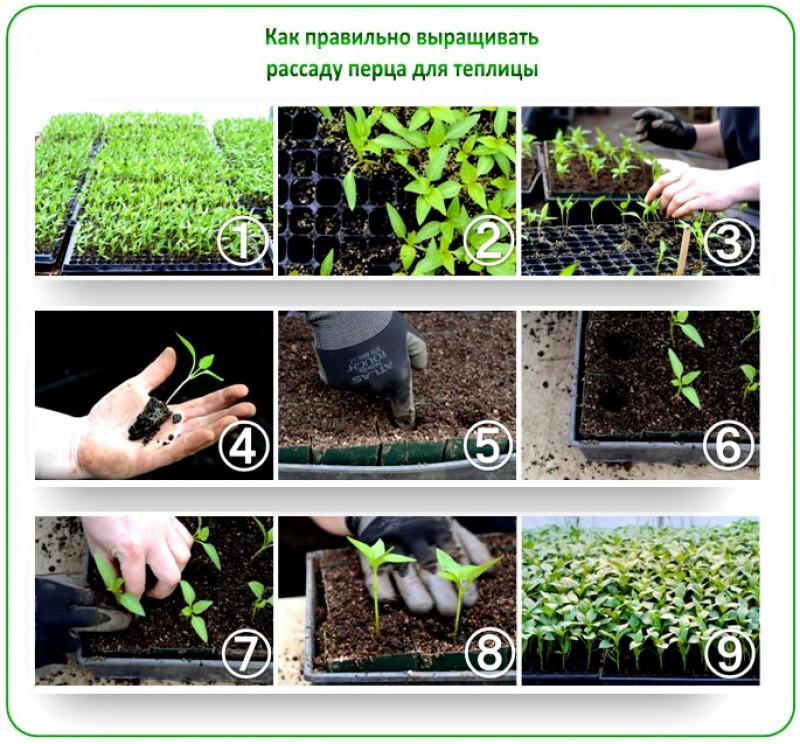 Схема посадки болгарского перца