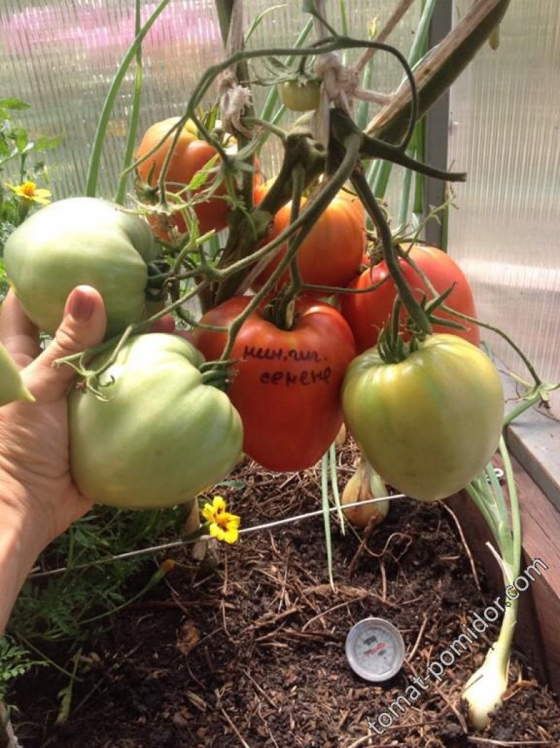 томат минусинский домашний характеристика и описание. томат минусинский малиновый. томат минусинский домашний (5шт) мязина/10. томат минусинский кистевой.