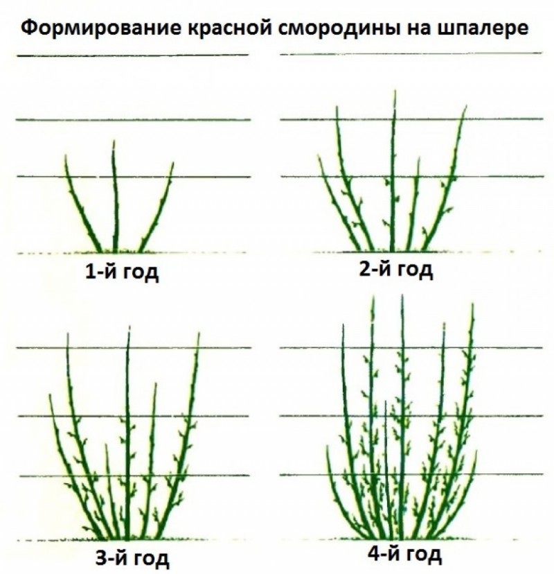 Схема посадки красной смородины